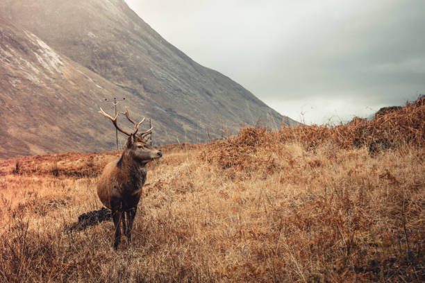 istock Large Stag with antlers 1317321239