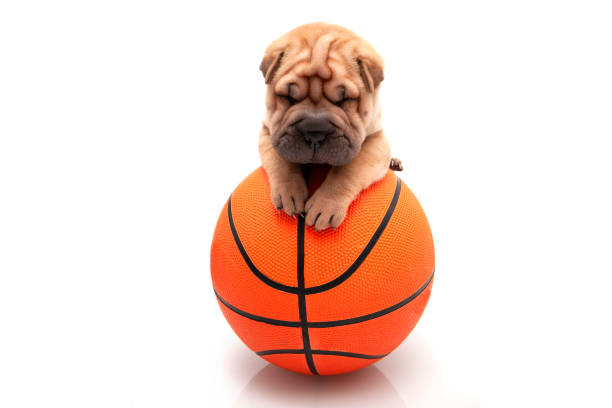 istock Shar-pei puppy playing on a basketball ball 1317322477