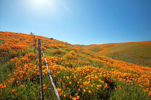California Golden Poppies with barbed wire fence on hill in high desert of southern California USA
