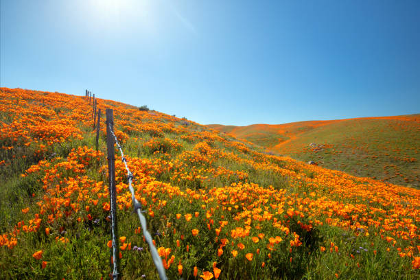 California Golden Poppies with barbed wire fence on hill in high desert of southern California USA California Golden Poppies with barbed wire fence on hill in high desert of southern California USA antelope valley poppy reserve stock pictures, royalty-free photos & images