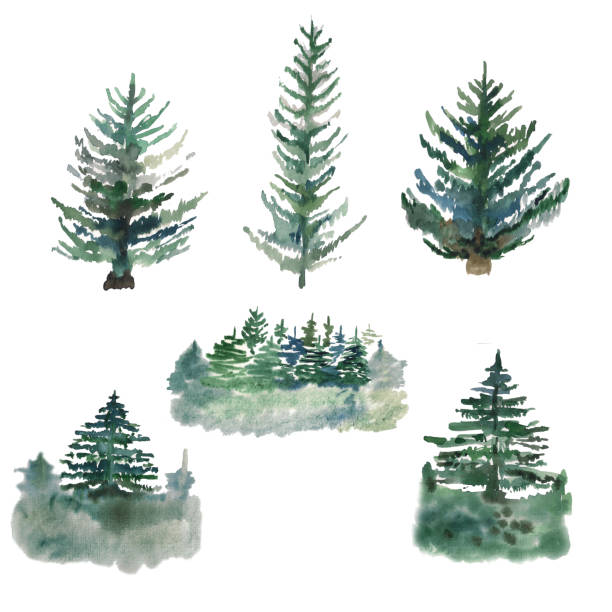 istock Watercolor illustration. A landscape set of pine trees in an avaricious style. Elements for creating a landscape composition. 1317323551
