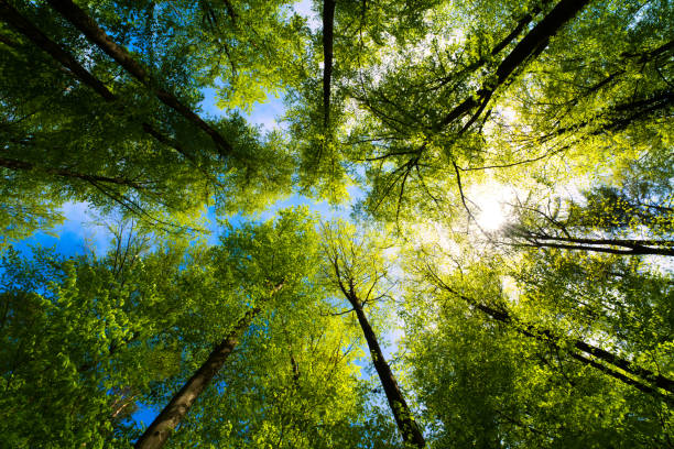 blick in die bäume richtung himmel - naturwald stock-fotos und bilder