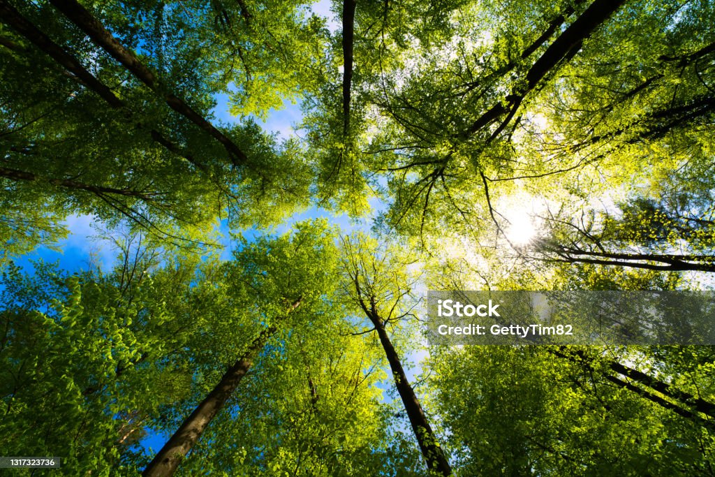 a view up into the trees direction sky a great view up into the trees direction sky Tree Stock Photo