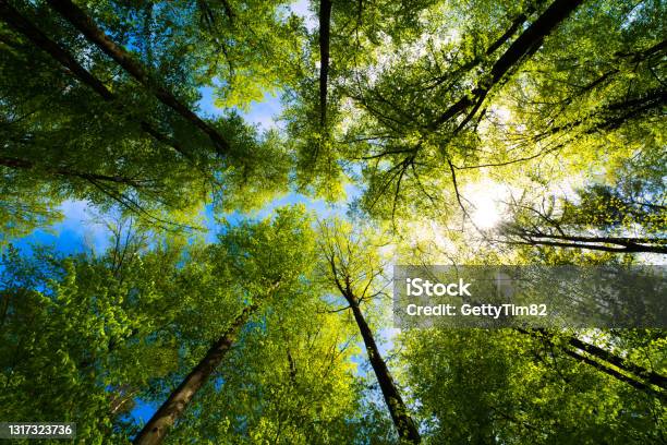 A View Up Into The Trees Direction Sky Stock Photo - Download Image Now - Tree, Forest, Nature