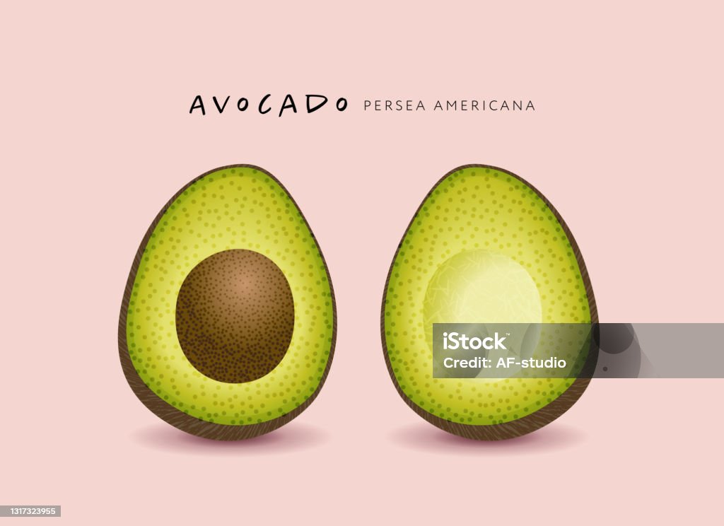 Avocado Vector illustration of avocado. Two halved objects Avocado stock vector