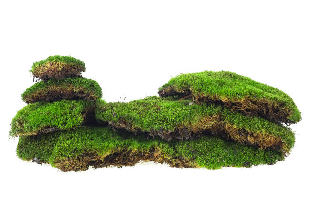 istock Green mossy hill isolated on a white background 1317324727