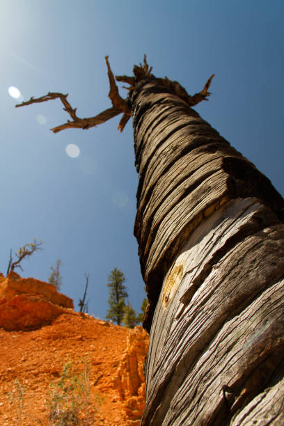 Bryce Canyon, Utah, United States 2012