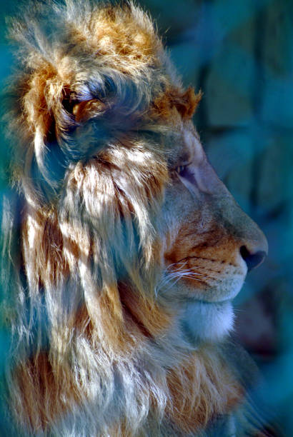 istock Lion at the zoo 1317326884