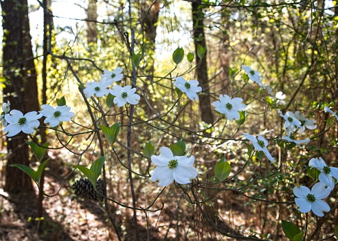 Dogwood blossoms in spring, white pedals with a little pink on the ends.