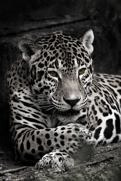 Reposed Jaguar Portrait Jaguar Head and Shoulders Portrait with exotic Eyes and Selective Desaturation. pics for cat staring at wall stock pictures, royalty-free photos & images