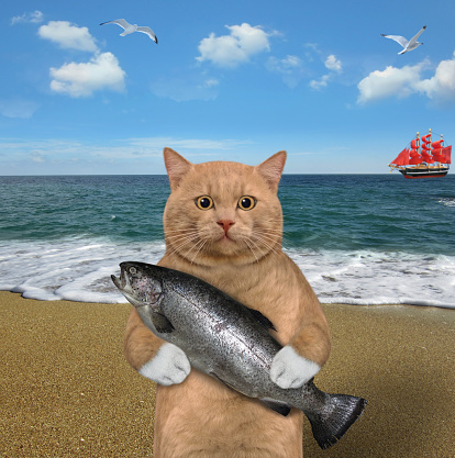 A reddish cat holds a big trout near the seashore.