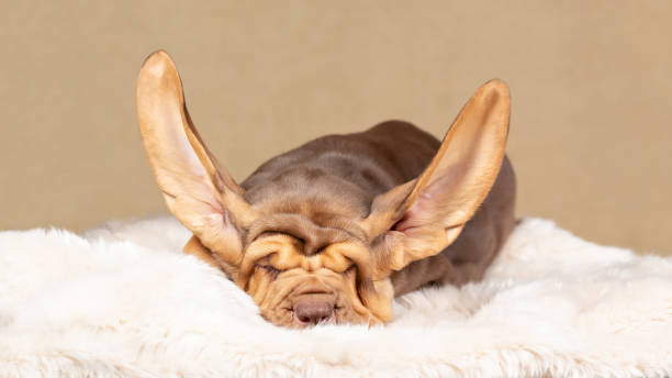 cucciolo di segugio marrone addormentato con orecchie volanti - orecchie grandi foto e immagini stock