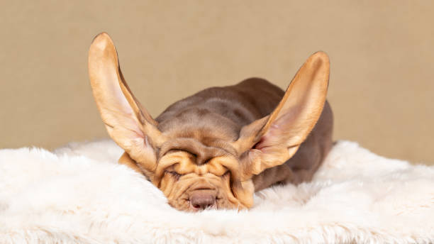 Sleeping brown bloodhound puppy with flying ears