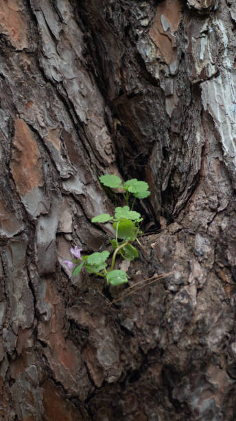 istock green small plant growing on tree trunk 1317333952