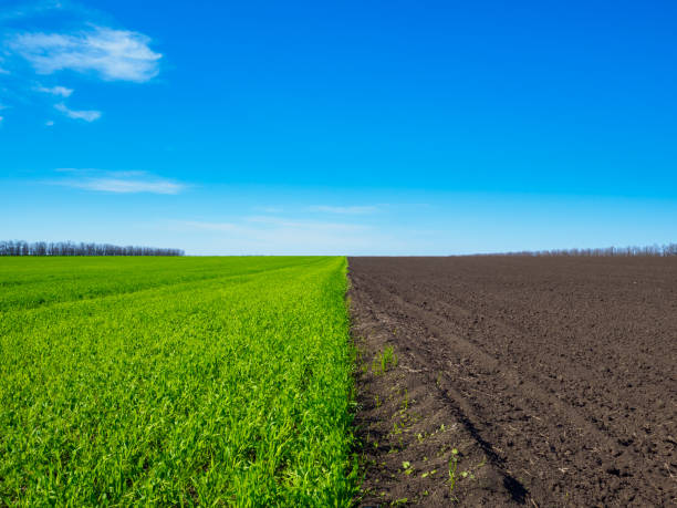 istock Green and black plowed fields under the blue sky. 1317334410