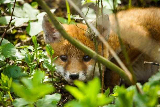 Fox puppy in the bushes, baby fox in the undergrowth, view into the camera, blurred background