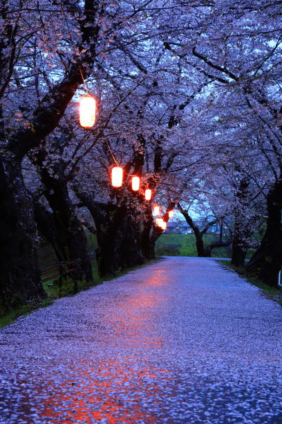 istock A row of cherry blossom trees after the rain 1317337804