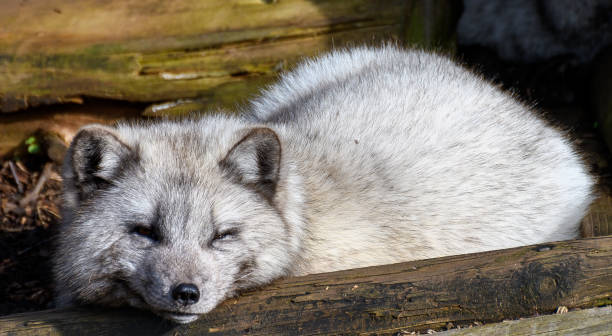 istock A portrait of a sleeping Arctic Fox 1317340071