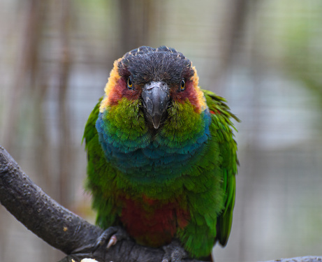 A portrait of a Blue throated Conure