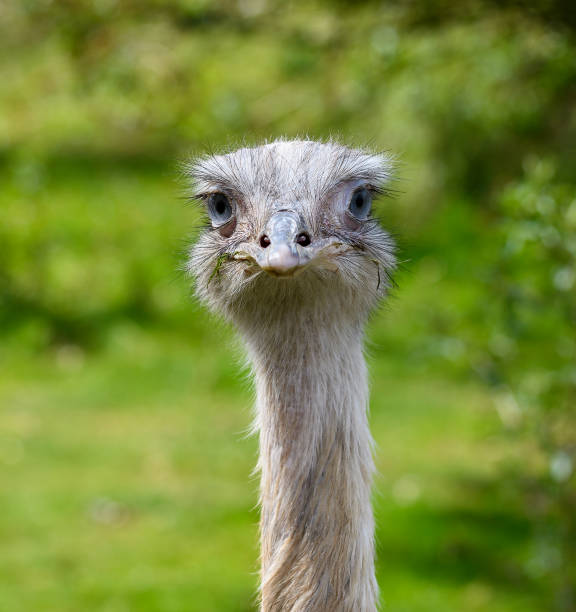 istock A portrait of a Greater Rhea bird 1317340250