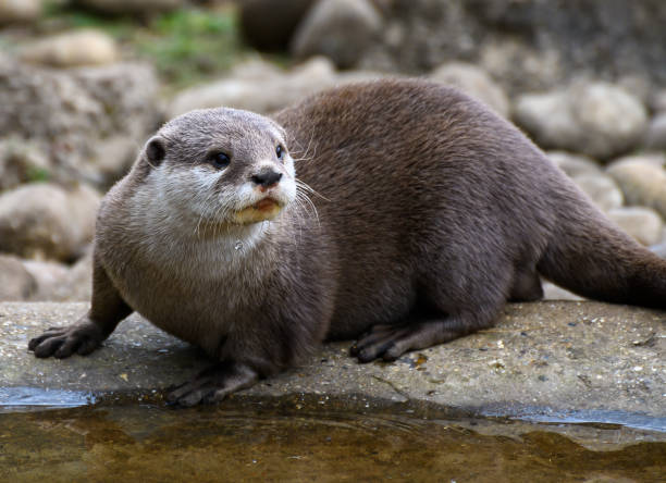 istock A portrait of an Asian Short Clawed Otter 1317340313