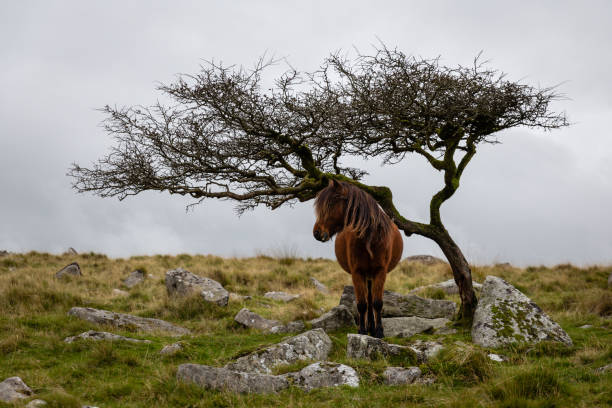 A lone Dartmoor pony (Equus ferus caballus) sheltering under a hawthorn tree on King's Tor in Dartmoor National Park, England.