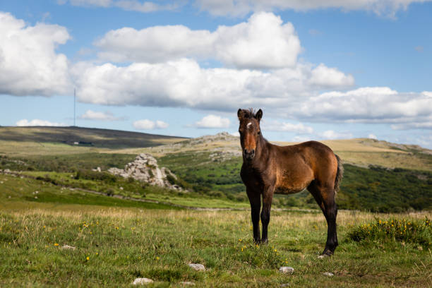 A Dartmoor foal (Equus ferus caballus) near Vixen Tor, with King's and North Hessary Tors in the background, in Dartmoor National Park, England.