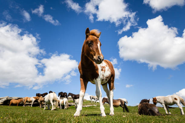 istock Yearling Dartmoor foal (Equus ferus caballus) near Pew Tor. 1317341496