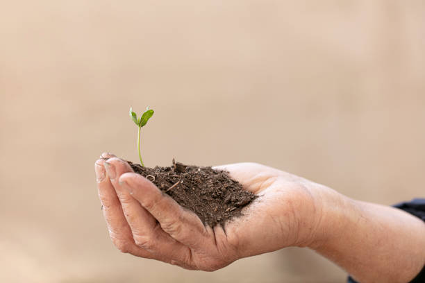 istock Hand with soil and a young plant shoot 1317341867