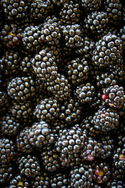 istock Blackberries. Ripe blackberries. Blackberry background. 1317342579
