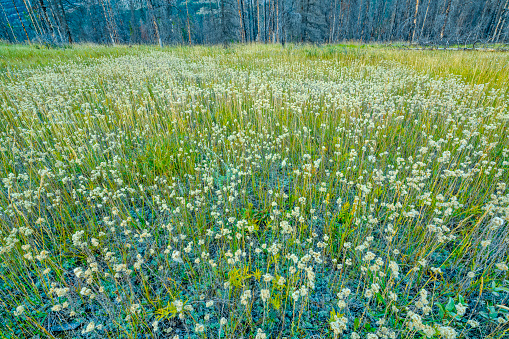 The seeds and flower of a purple cornflower in the field