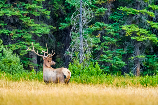 istock Jasper National Park in Alberta Canada 1317343619