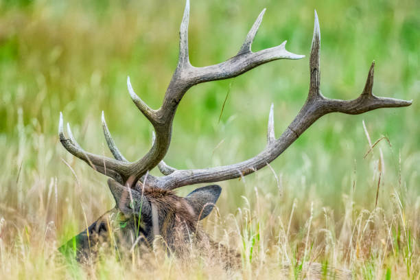 istock Banff National Park in Alberta Canada 1317343898