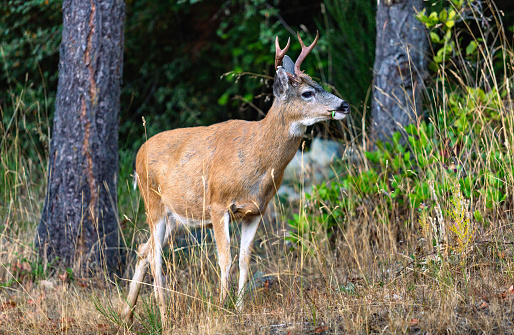 This August 2013 morning photo shows a deer eating breakfast on Pender Island, British Columbia, Canada.