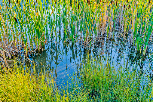 reed marsh