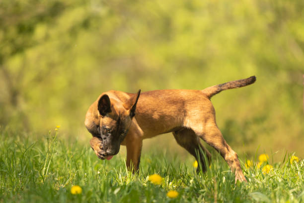 cucciolo di cane malinois su un prato verde con denti di leone nella primavera della stagione. doggy ha 12 settimane. - belgian shepherd foto e immagini stock