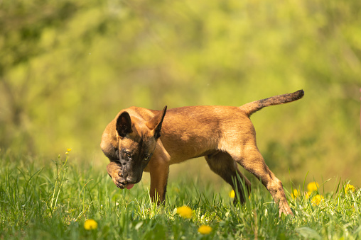 Malinois puppy dog on a green meadow with dandelions in the season spring. Pup is 12 weeks old.