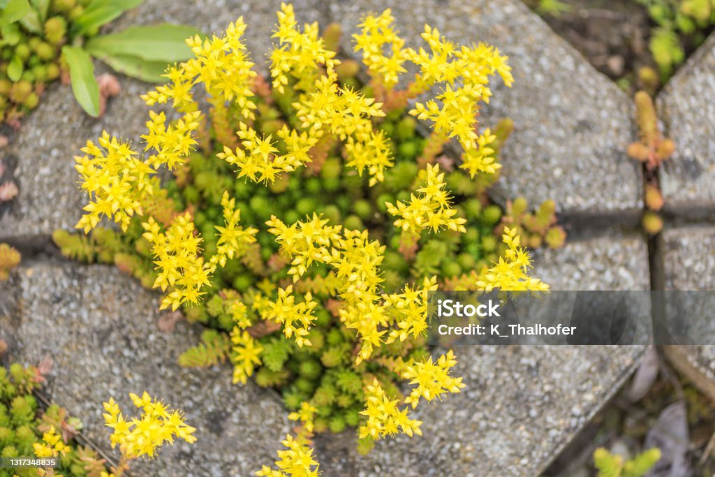 yellow blooming stonecrop. Latin name Sedum Acre Tiny yellow blooming stonecrop. Latin name Sedum Acre Sedum - Plant Stock Photo