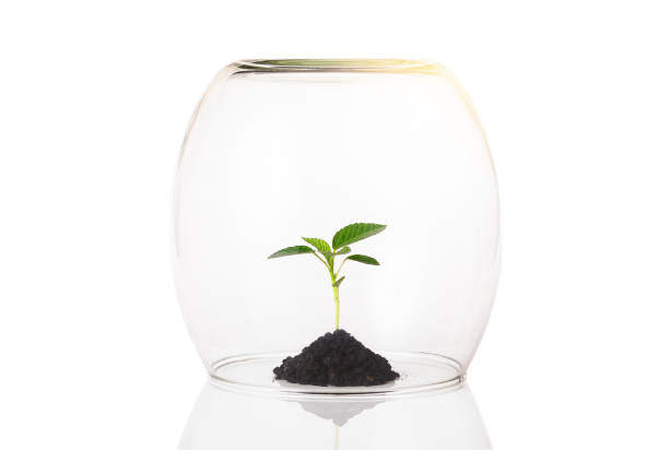 istock Green sprout in glass bell jar on white background. 1317349346