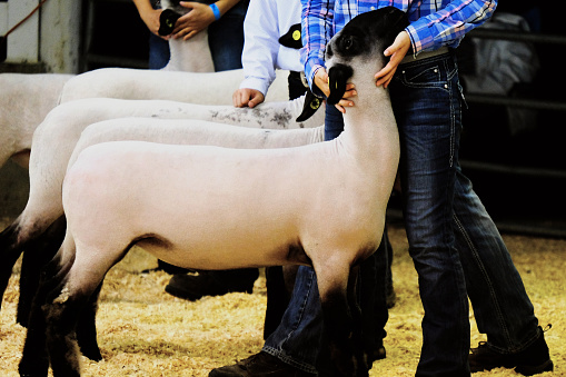 People show agriculture lifestyle at fair with sheep show.