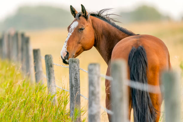 alberta kanada wsi - horse summer animal beautiful zdjęcia i obrazy z banku zdjęć