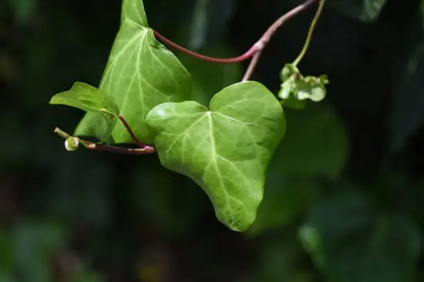 Japanese ivy. Vitaceae deciduous vine .