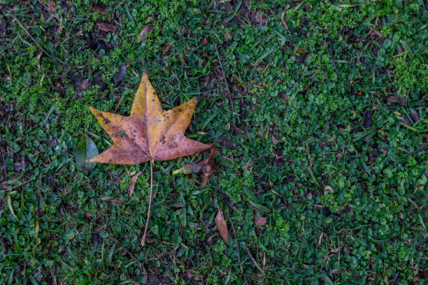 Autumn is one of the four seasons of the year in the temperate zones. Follow summer and precede winter. Astronomically, it begins with the autumnal equinox and ends with the winter solstice.