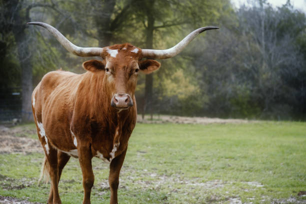 portrait de vache longhorn du texas dans un champ vert - texas longhorn cattle photos et images de collection