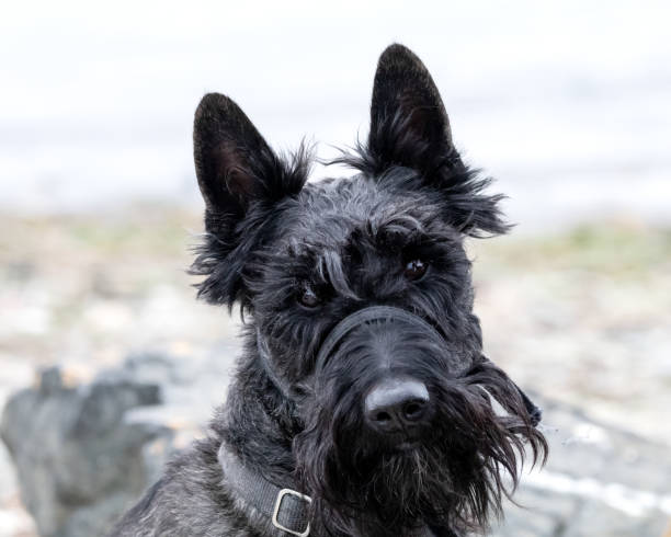 istock Black Schnauzer At The Beach 1317352107