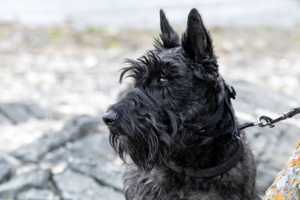 istock Black Schnauzer At The Beach 1317352116