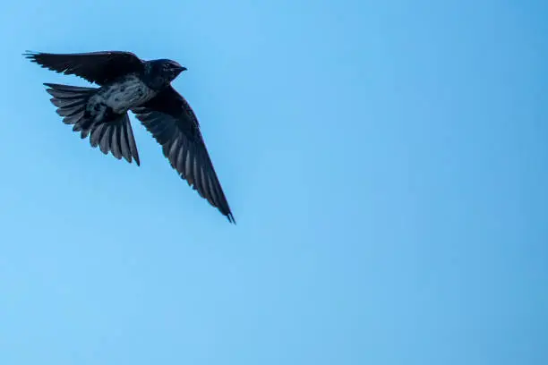 Purple Martin bird in flight