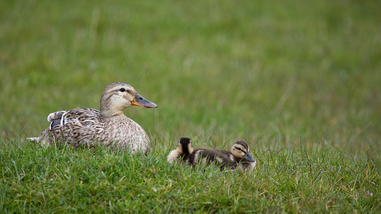 Female Mallard with her ducklings in springtime, North Yorkshire, United Kingdom. Mallard or wild duck (Anas platyrhynchos)