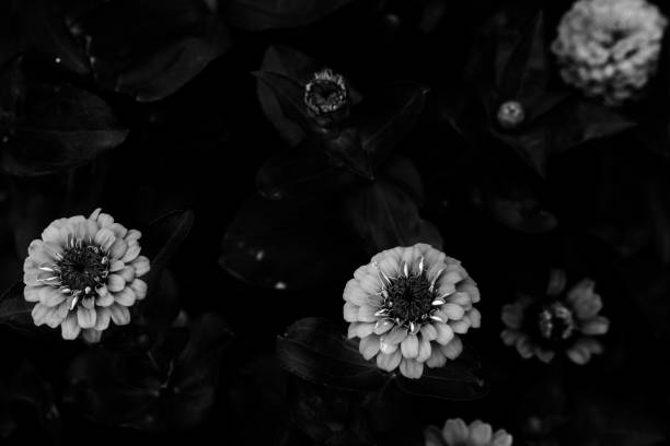istock Zinnia blooms in dark black and white 1317353601