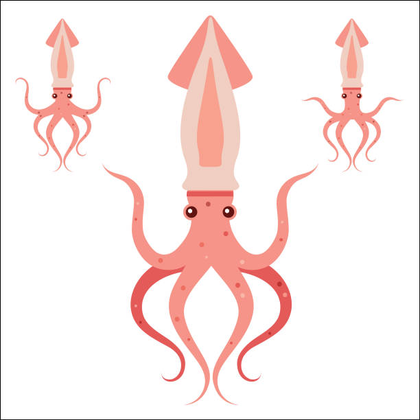 symmetrische tanz yoga tintenfisch - decapod stock-grafiken, -clipart, -cartoons und -symbole